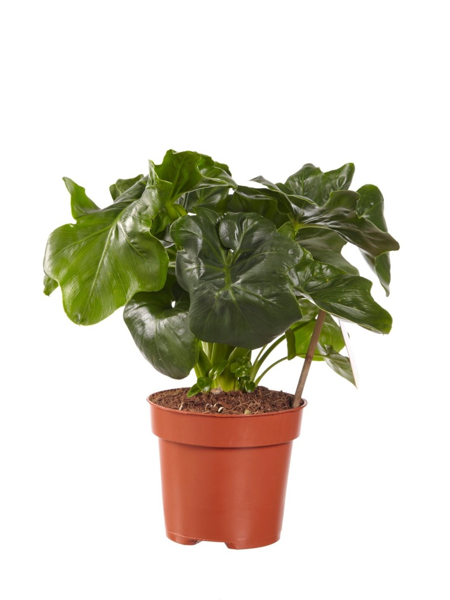 Филодендрон дваждыперистый