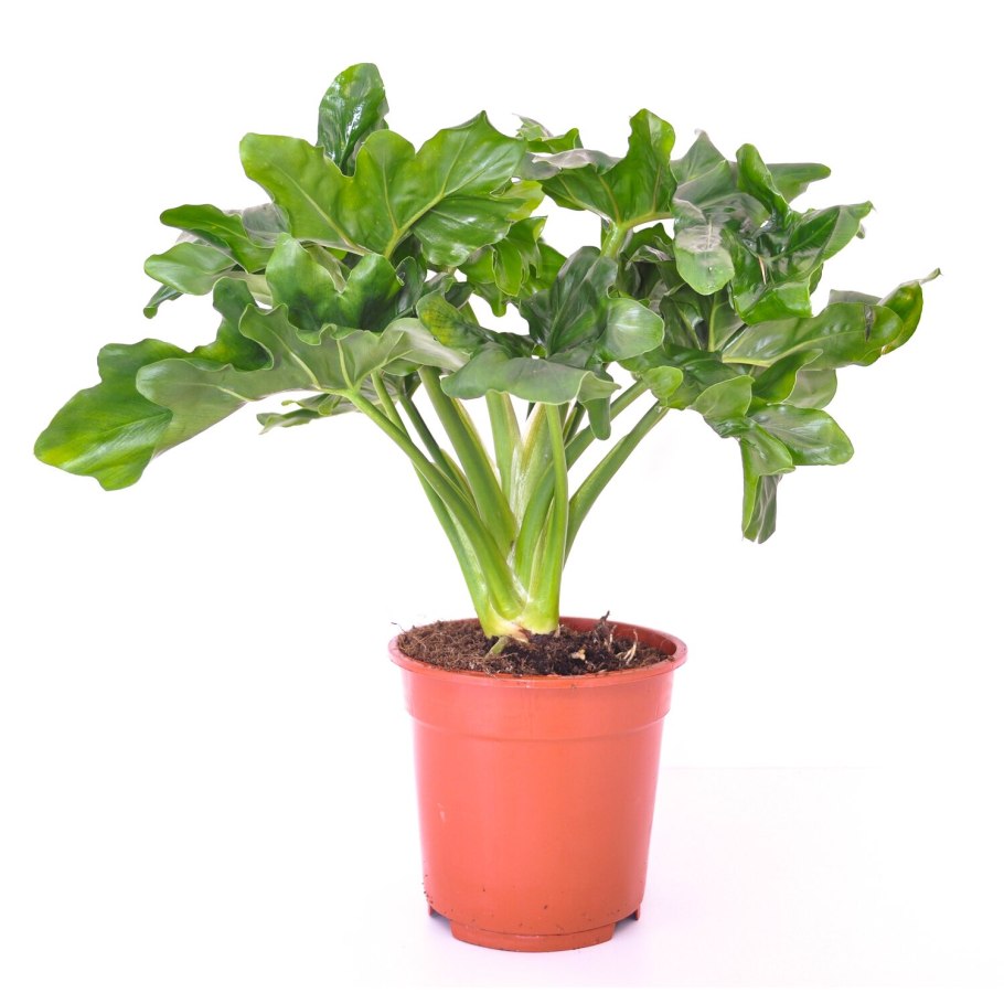 Филодендрон двоякоперистый