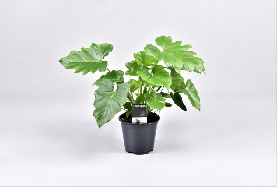 Филодендрон Конго ред