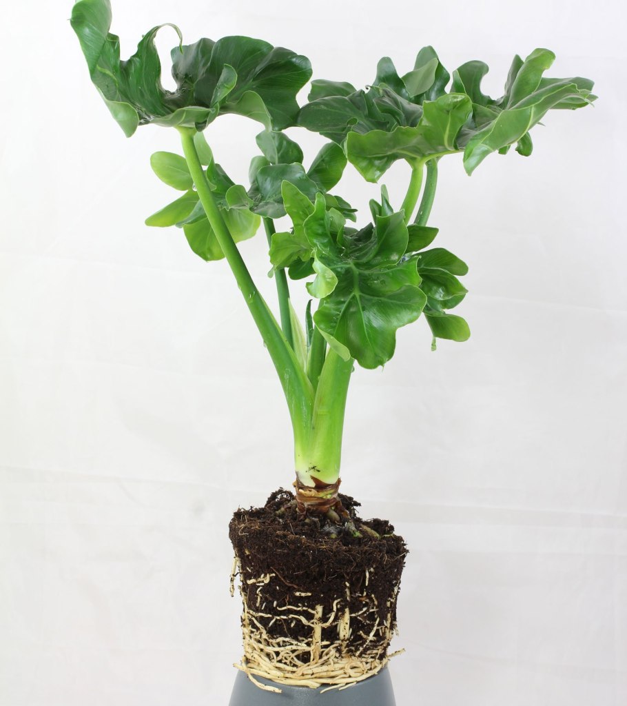 Филодендрон selloum super Atom