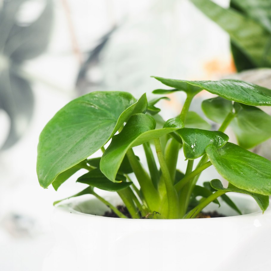 Адиантум Филодендрон