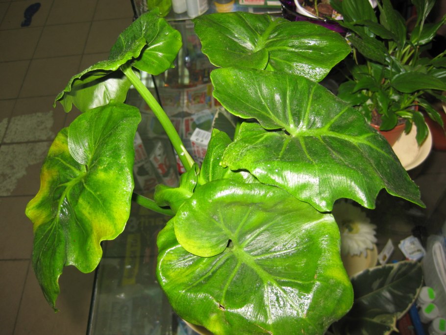 Филодендрон Хоуп