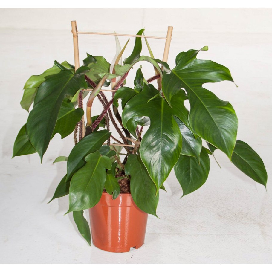Philodendron erubescens