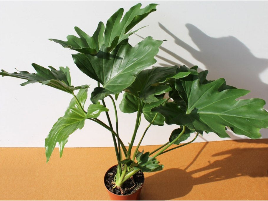 Филодендрон erubescens Grey