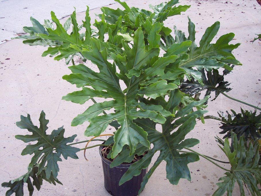 Филодендрон трипартитум