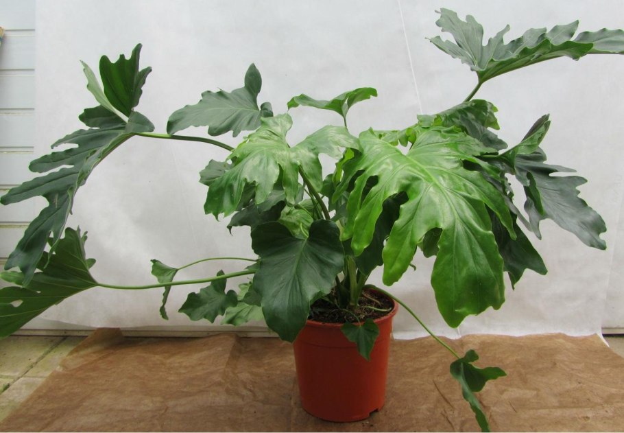 Филодендрон Литтл Хоуп