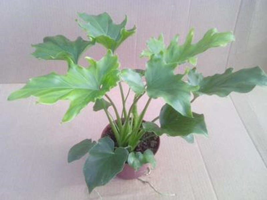 Филодендрон литтл хоуп