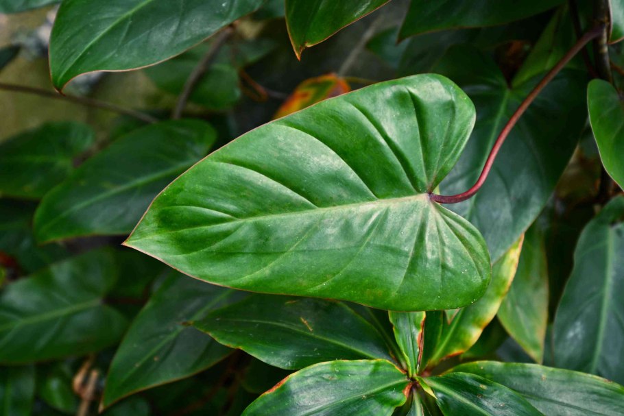 Филодендрон сагиттифолиум