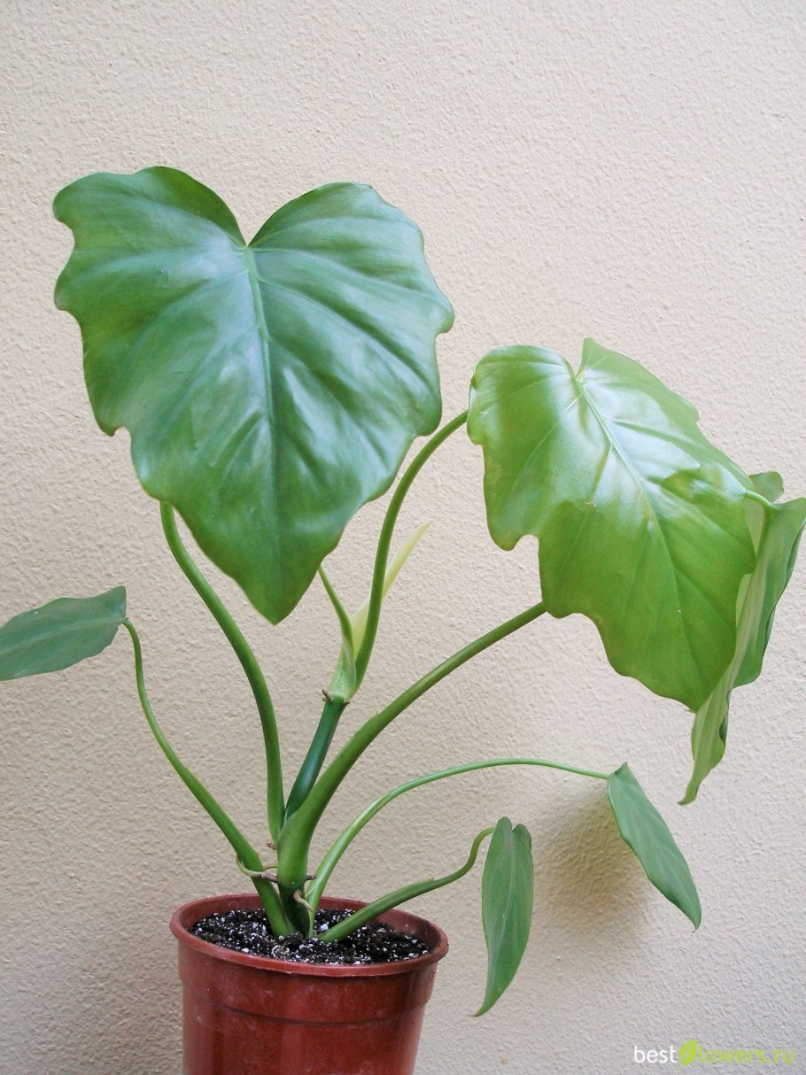 Филодендрон сциндапсус