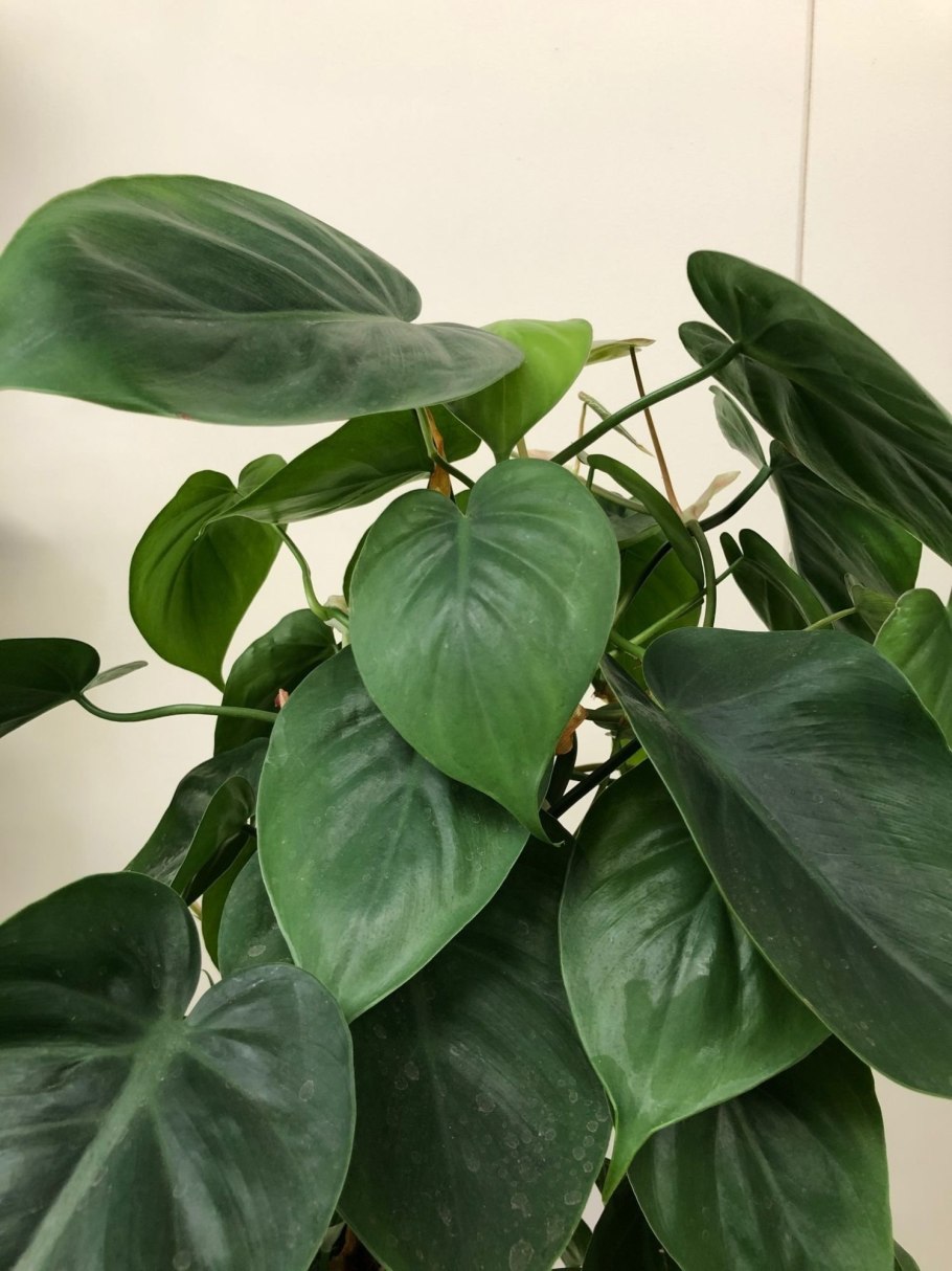 Philodendron selloum