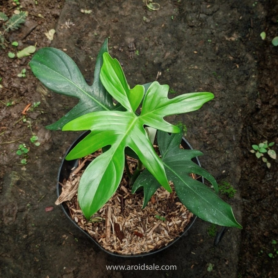 Филодендрон дваждыперистый