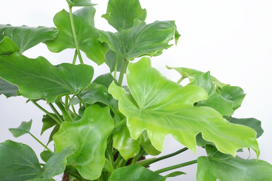 Филодендрон кучерявый