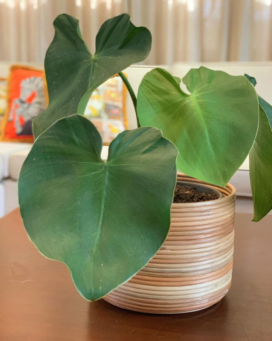 49.Филодендрон Селло