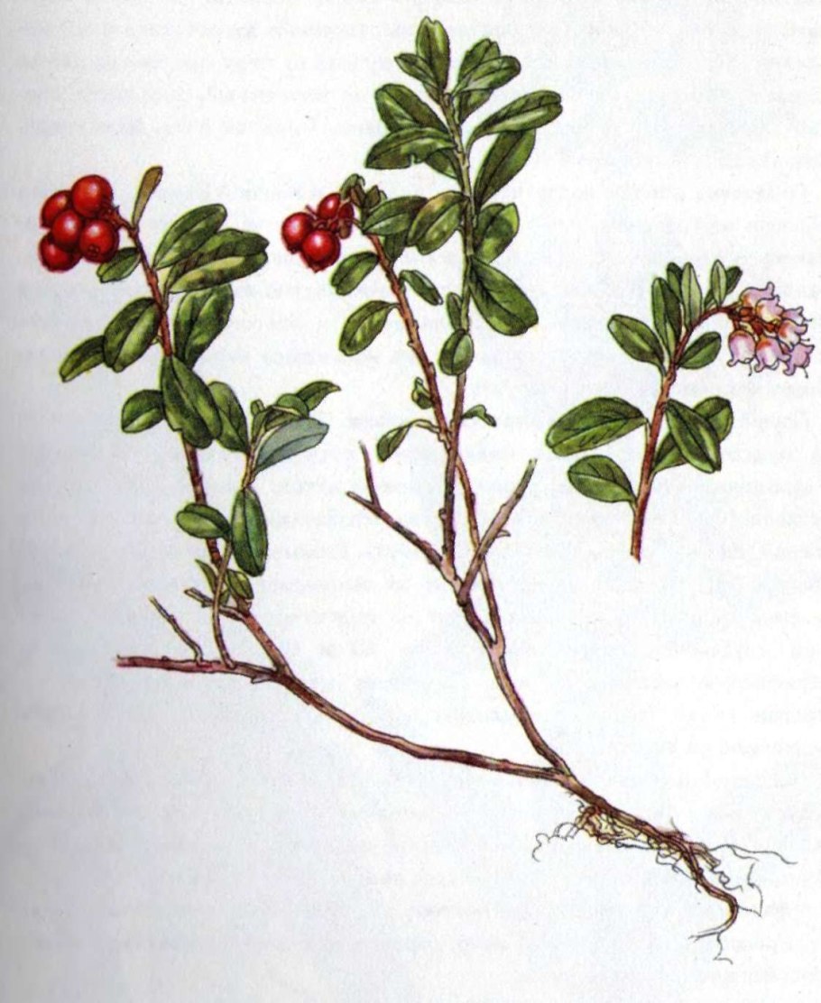 Толокнянка обыкновенная