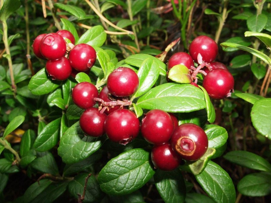 Vaccinium macrocarpon