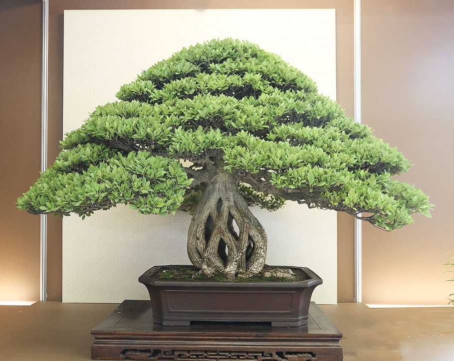 Сандал бонсай