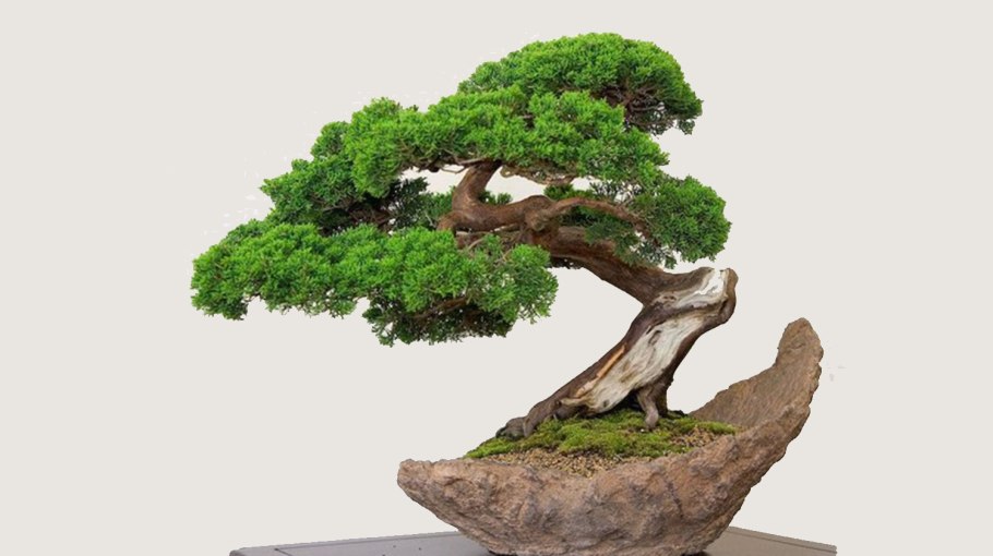 Китайское дерево