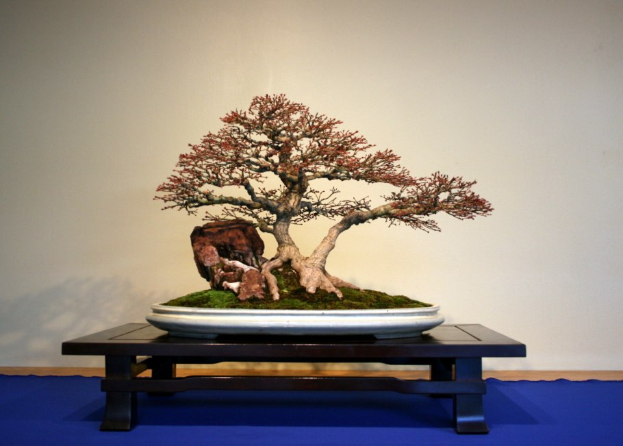 Кано бонсай