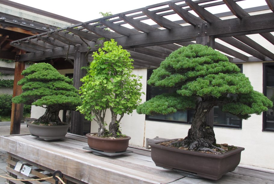 Криптомерия японская бонсай