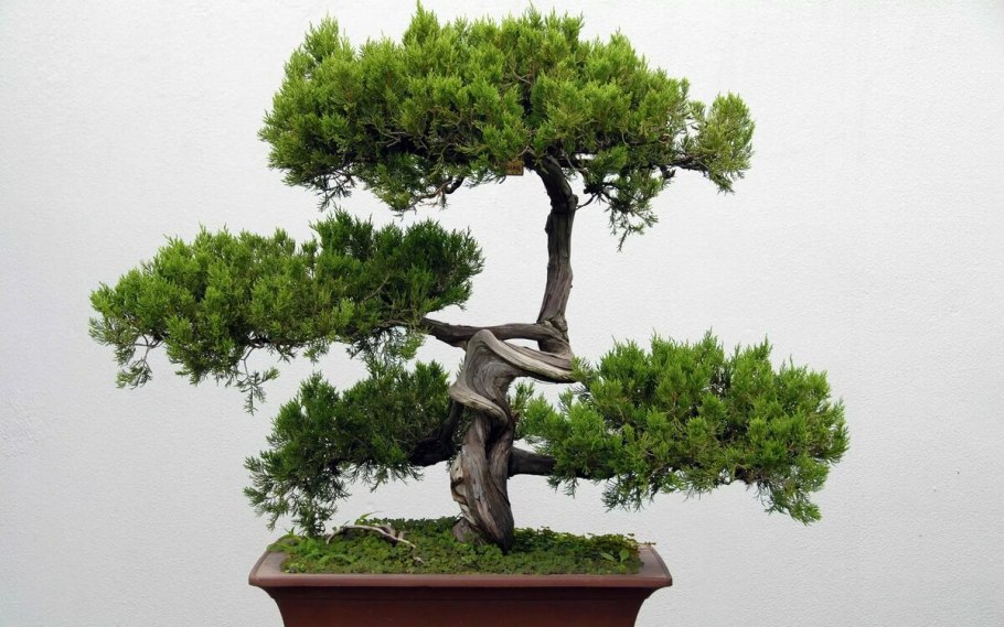 Карликовое дерево бонсай