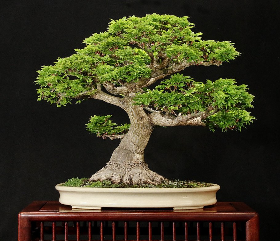 Банзай китайское дерево