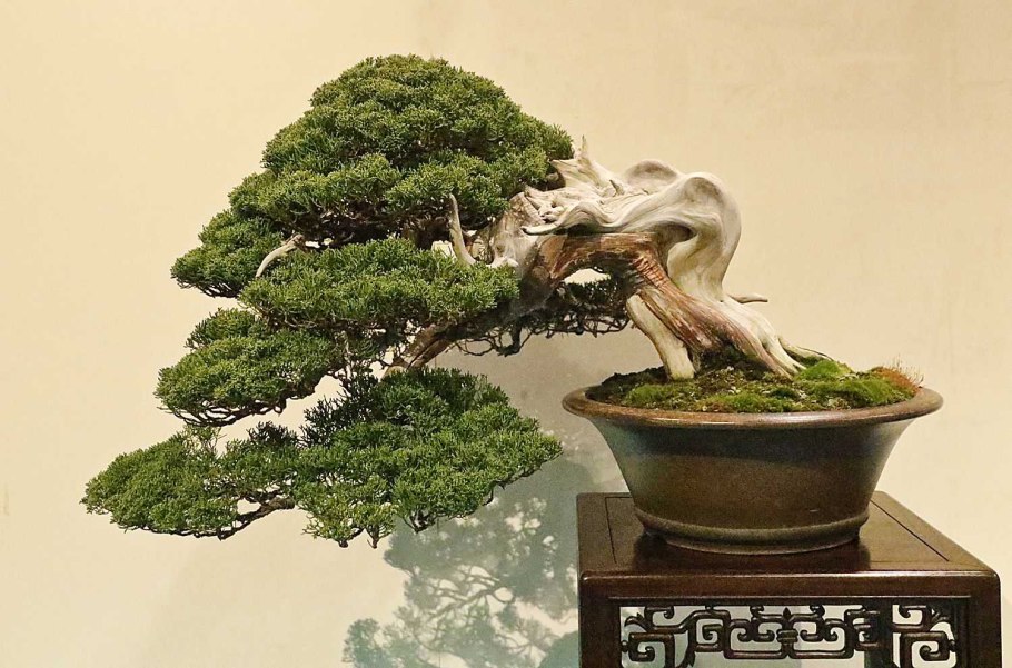 Kokufu Bonsai Exhibition