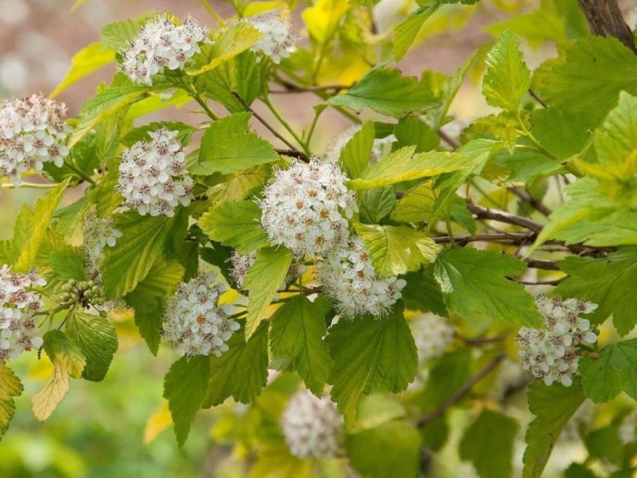 Пузыреплодник калинолистный Dart's Gold