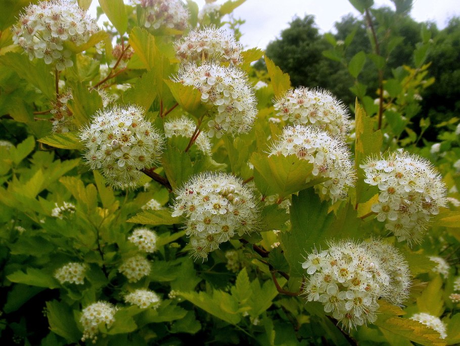 Пузыреплодник Энджел Голд