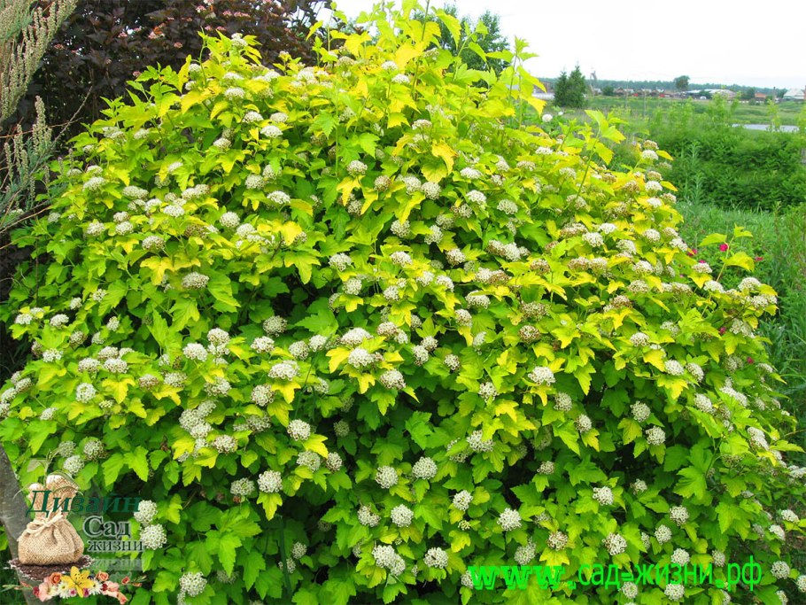 Пузыреплодник Литтл Энджел