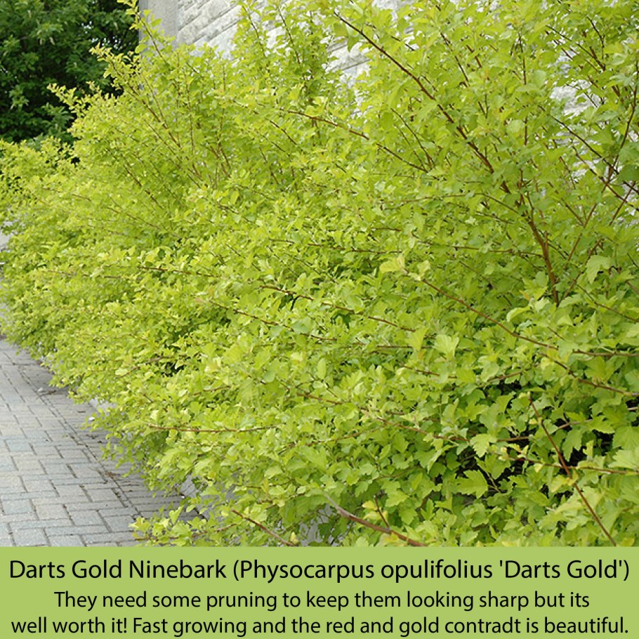 Пузыреплодник калинолистный Dart's Gold