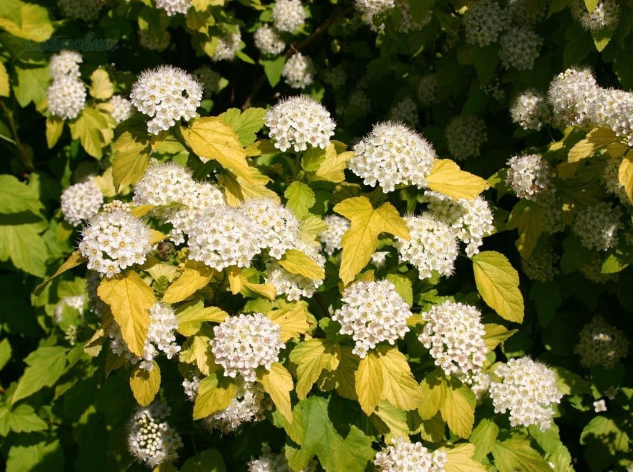 Пузыреплодник калинолистный Angel Gold