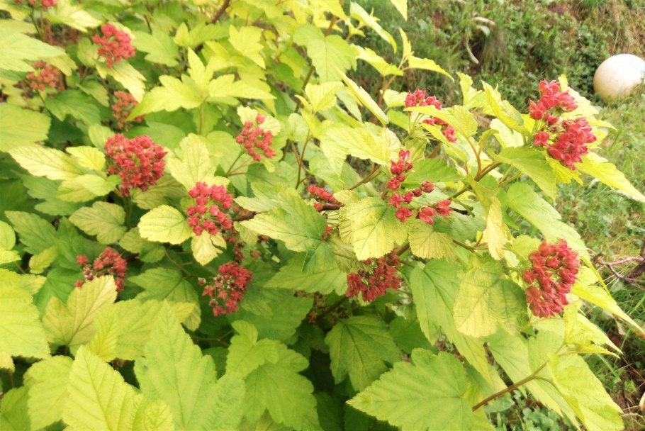 Пузыреплодник калинолистный (Physocarpus opulifolius &#96;luteus&#96;)