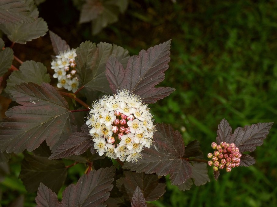 Пузыреплодник калинолистный дартс Голд