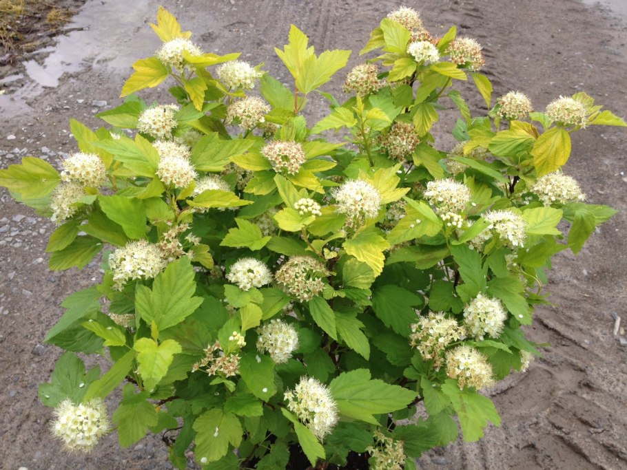 Спирея пузыреплодник калинолистный