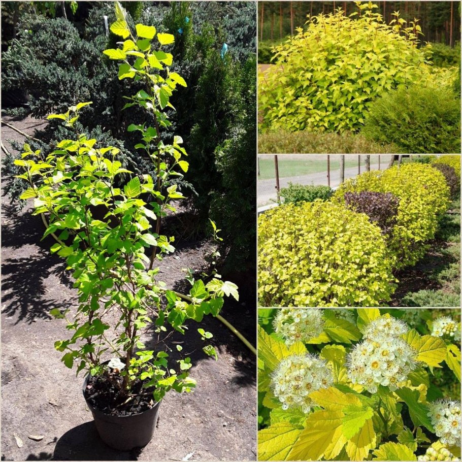 Пузыреплодник калинолистный Ауреа