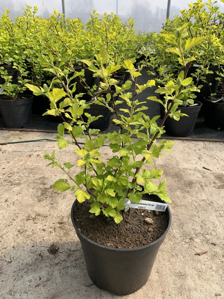 Пузыреплодник Dart's Gold