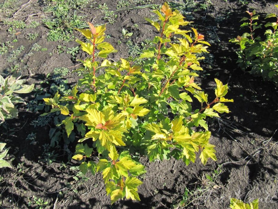 Пузыреплодник калинолистный "Darts Gold" ("дартс Голд")