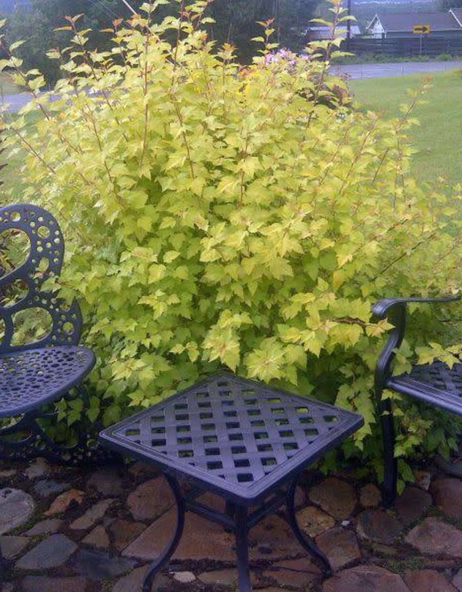 Пузыреплодник дартс Голд