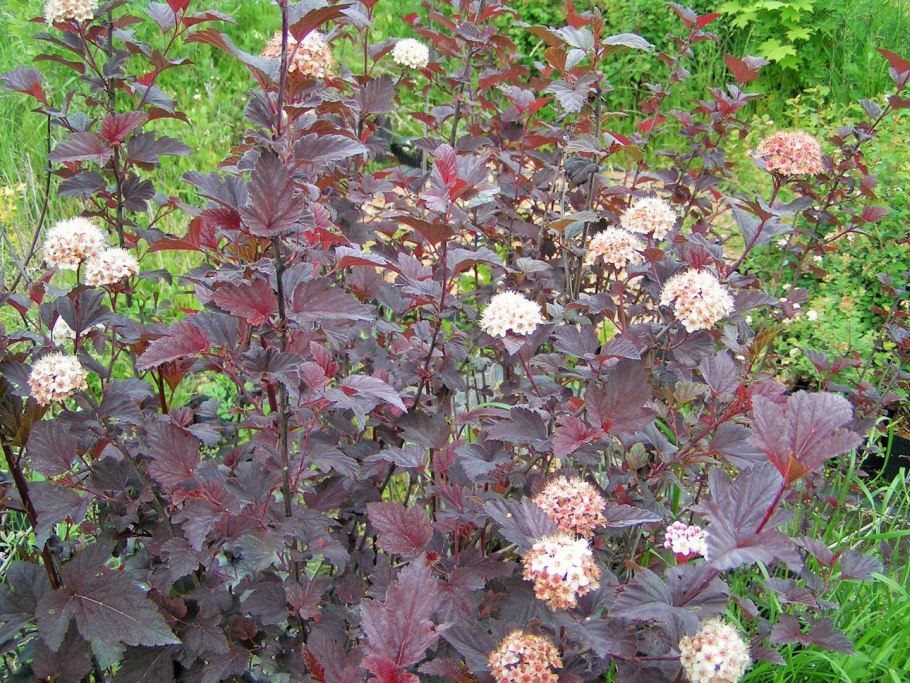 Пузыреплодник калинолистный Лютеус