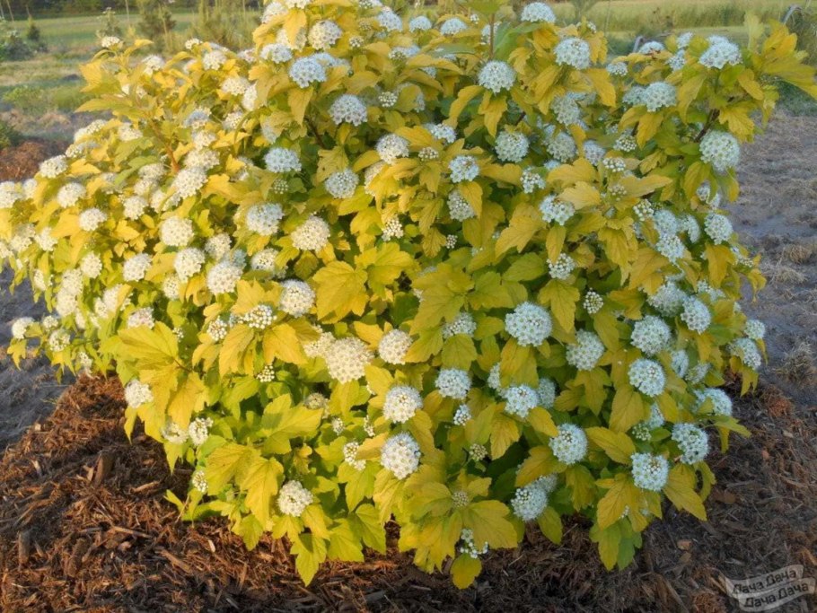 Пузыреплодник калинолистный (Physocarpus opulifolius)