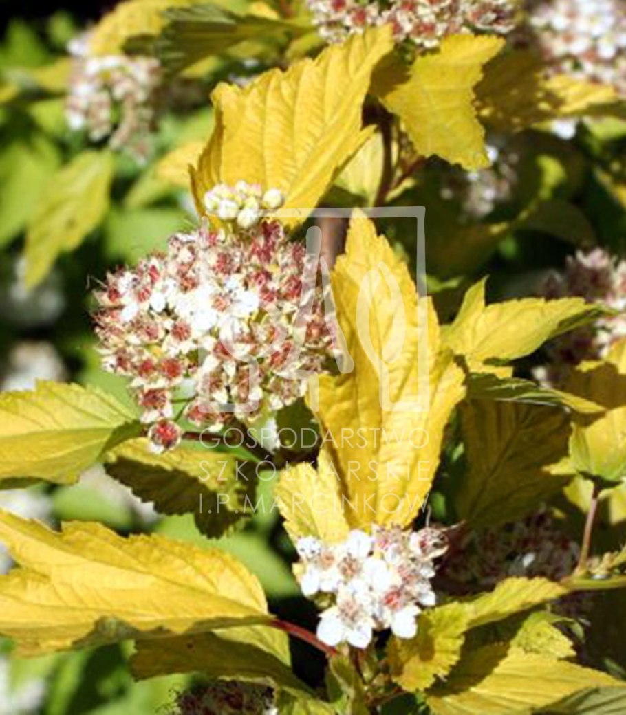 Пузыреплодник калинолистный Энджел Голд