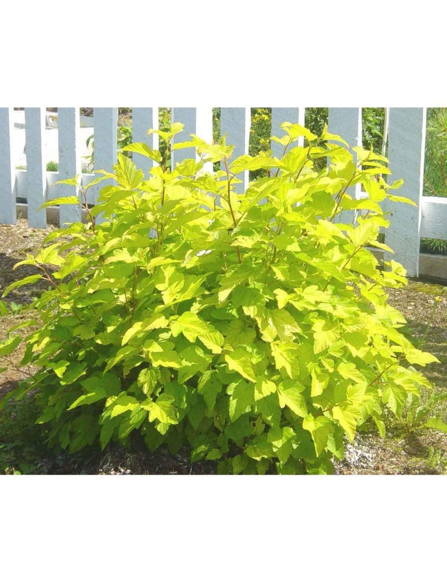 Пузыреплодник калинолистный (Physocarpus opulifolius &#96;Angel Gold&#96;)