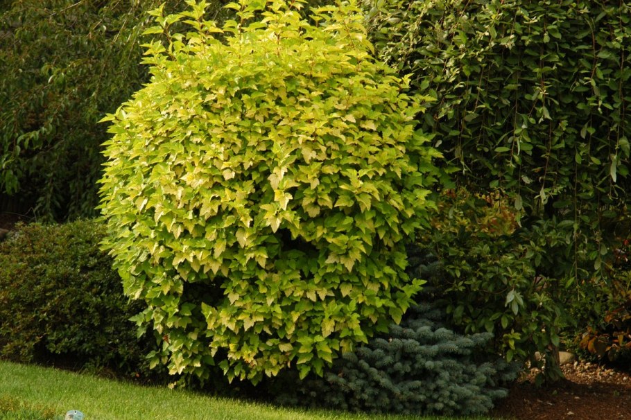 Пузыреплодник калинолистный Наггет