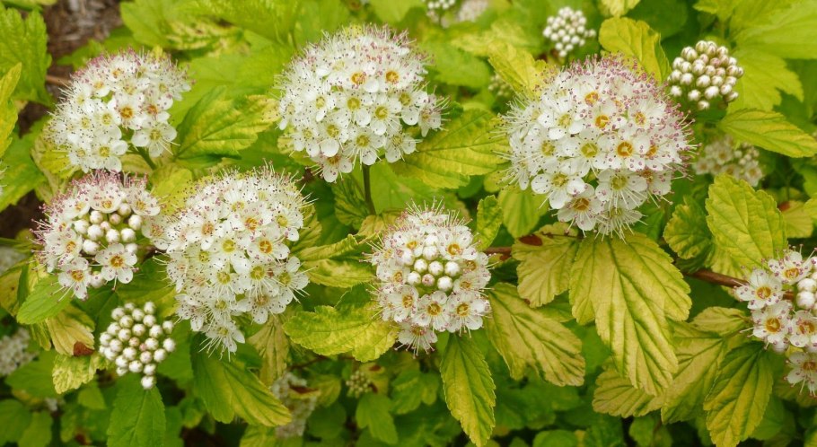 Пузыреплодник калинолистный дартс Голд