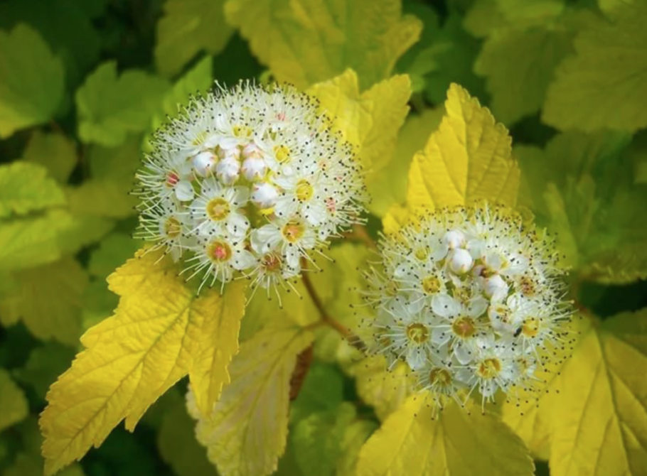 Пузыреплодник Энджел Голд