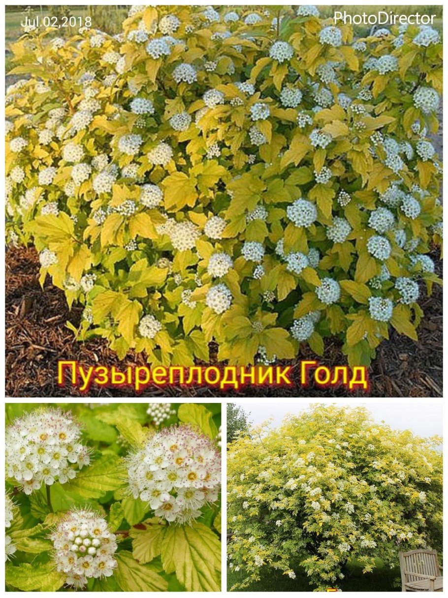 Пузыреплодник Angel Gold