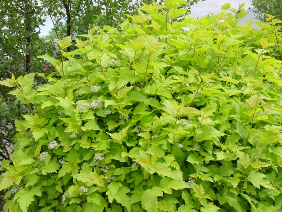 Пузыреплодник калинолистный Миднайт