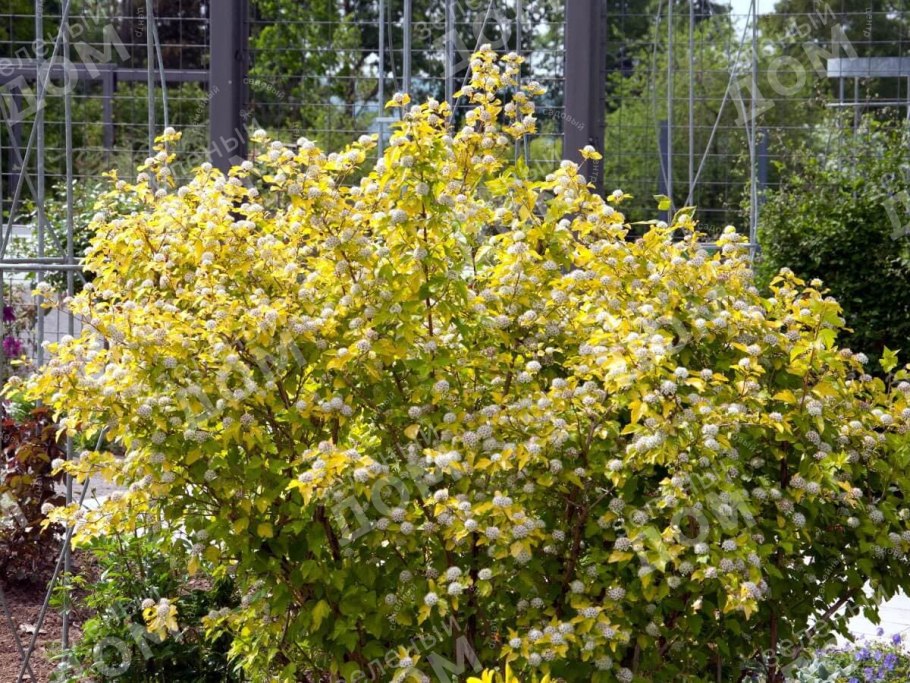 Пузыреплодник калинолистный Dart's Gold