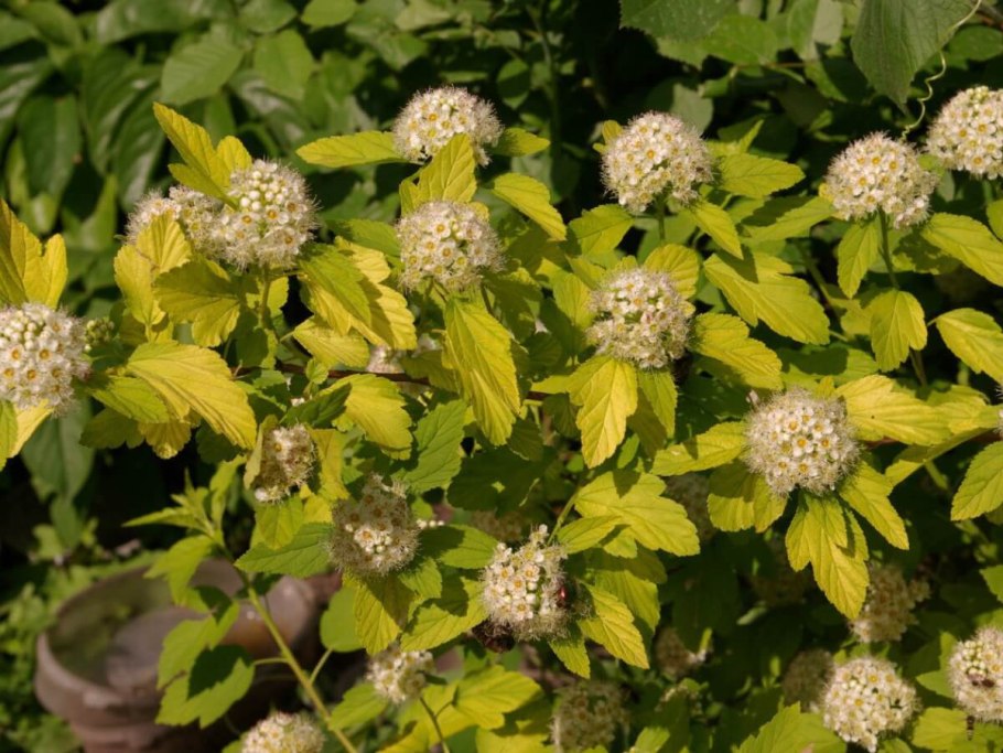 Пузыреплодник калинолистный Dart's Gold