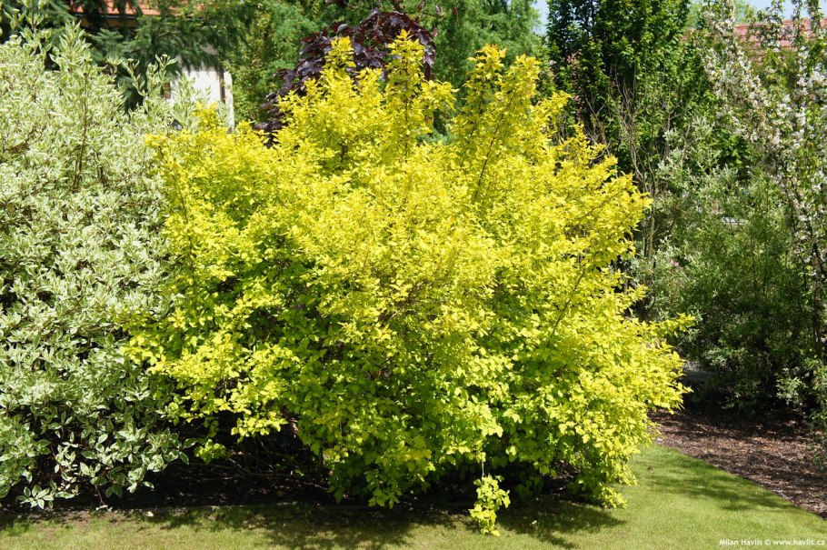 Пузыреплодник калинолистный дартс